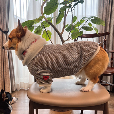 犬服教室