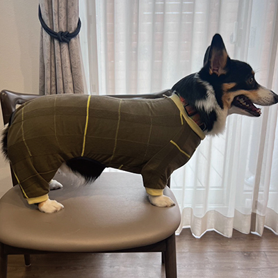 犬服教室