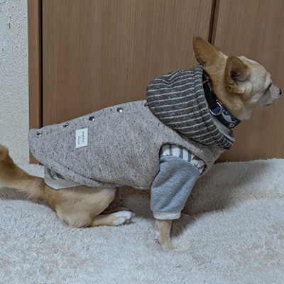 犬服教室