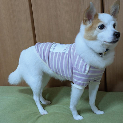 犬服教室