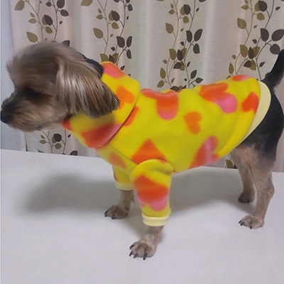 犬服教室
