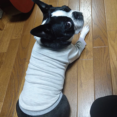 犬服教室