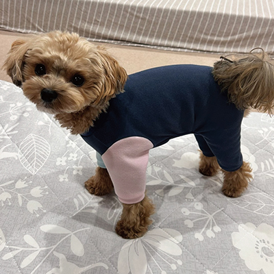 犬服教室