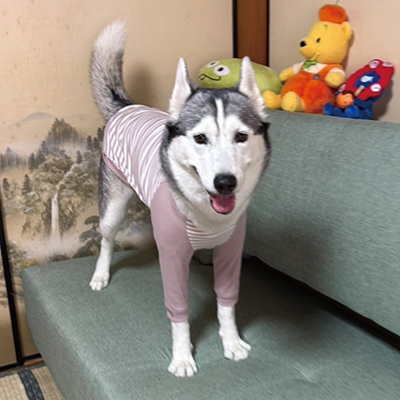 犬服教室
