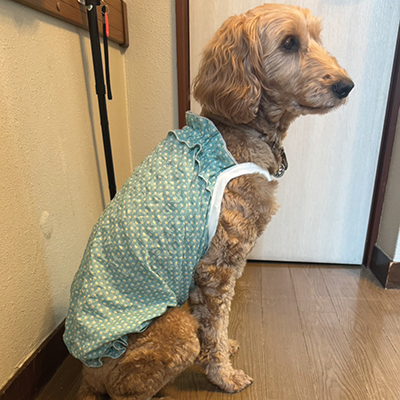 犬服教室