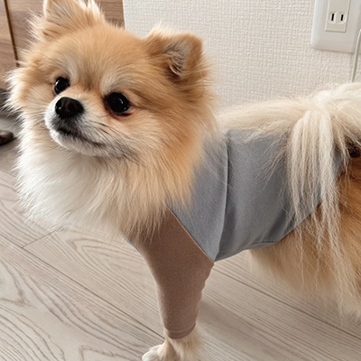 犬服教室