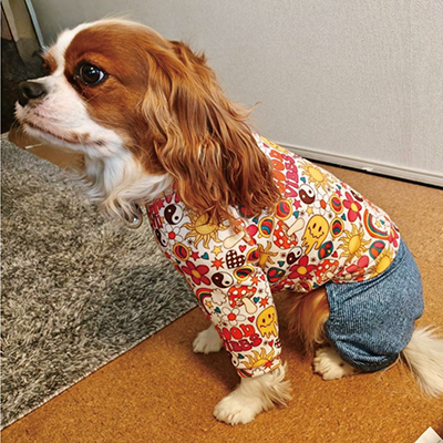 犬服教室