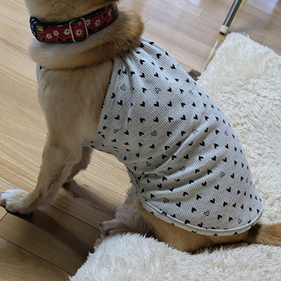 犬服教室