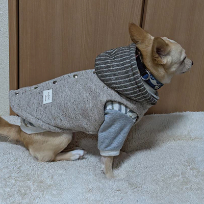 犬服教室
