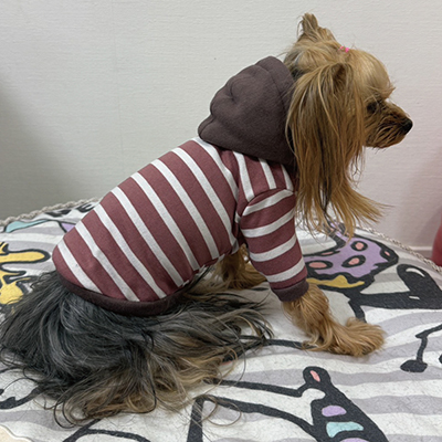 犬服教室