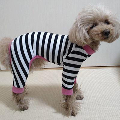 犬服教室