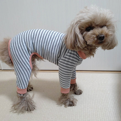 犬服教室