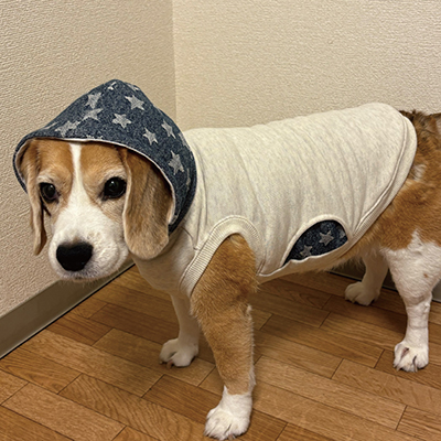 犬服教室